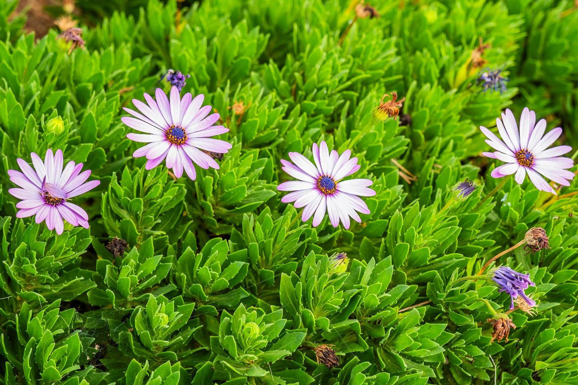 Tenerife Healing Garden 吉亚德索拉 外观 照片